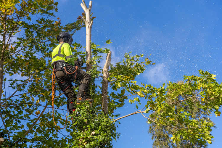 How We Protect Your Property During Tree Removal