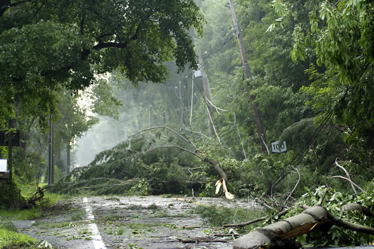 Why You Shouldn’t DIY Storm Tree Cleanup