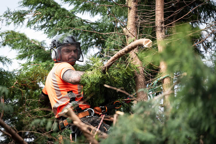 Best Time of Year to Prune Trees for Clear Views in Ellijay, Blue Ridge & Jasper