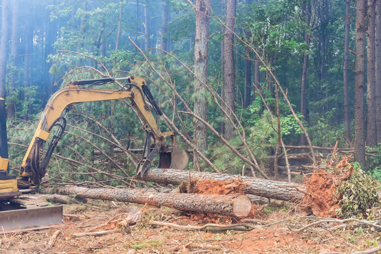 Why Professional Land Clearing Is Worth the Investment