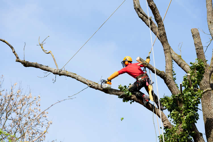 Vista Pruning vs. Tree Removal: Which Is Right for Your Property?