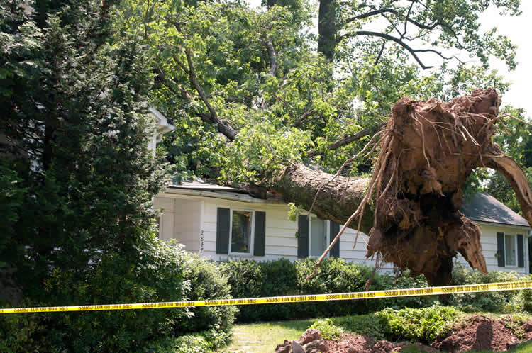 How Can You Tell if a Tree Is Dangerous and Needs Removal vs Trimming