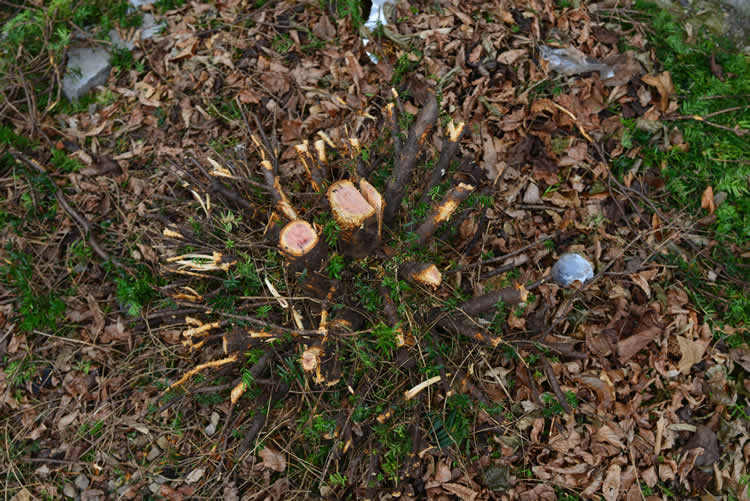 Do You Need a Permit to Remove a Tree in Georgia? (Ellijay, Blue Ridge & Jasper)