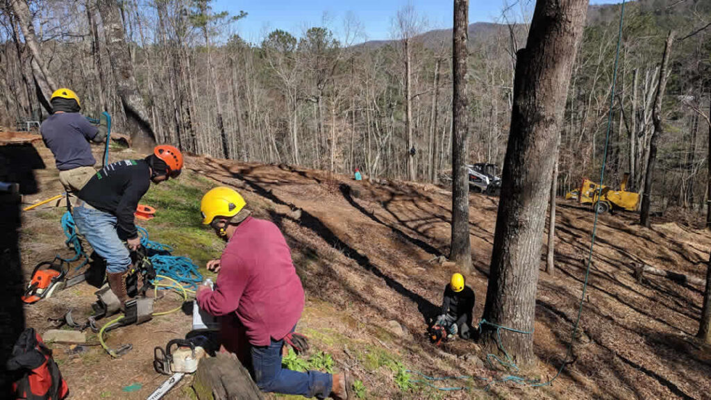 Workers preparing for tree cutting in forest area
