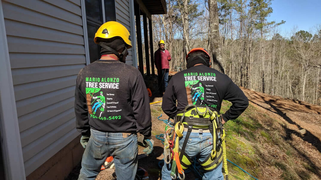Tree service workers preparing for outdoor tree removal