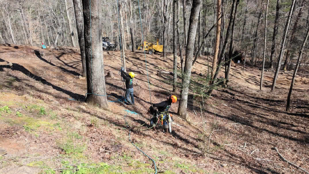 Workers using ropes for tree removal in forest
