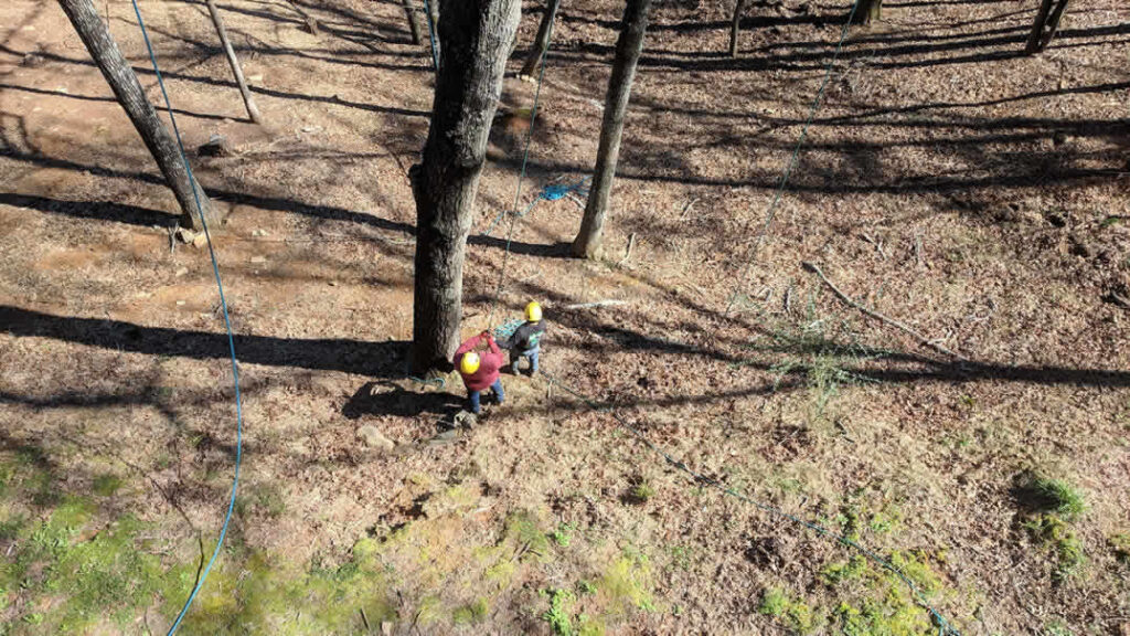 Workers in helmets securing ropes around trees