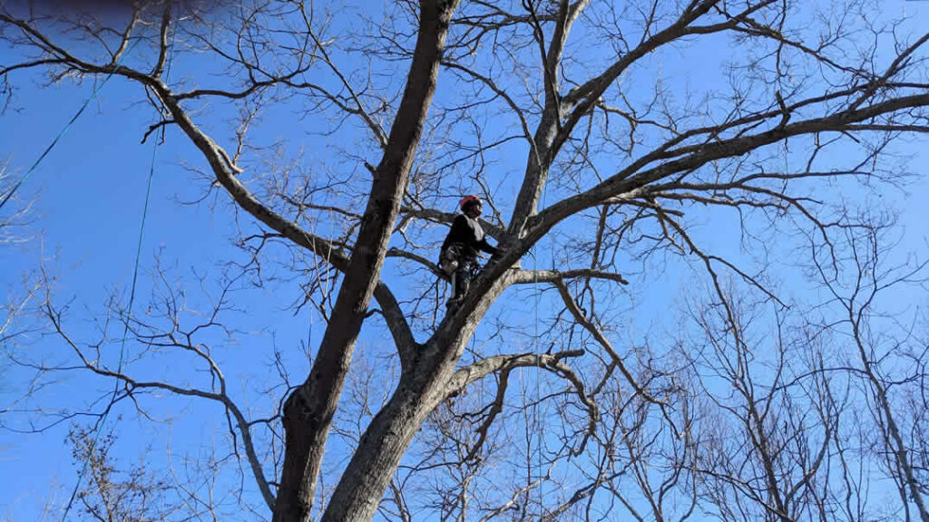 Arborist climbing tall tree for pruning work
