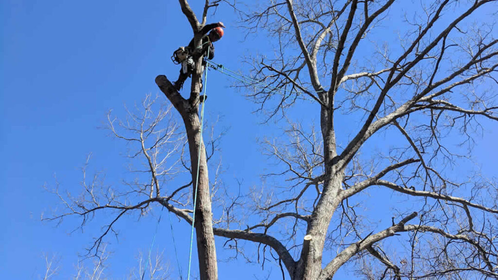 Arborist cutting tall tree branches with safety ropes