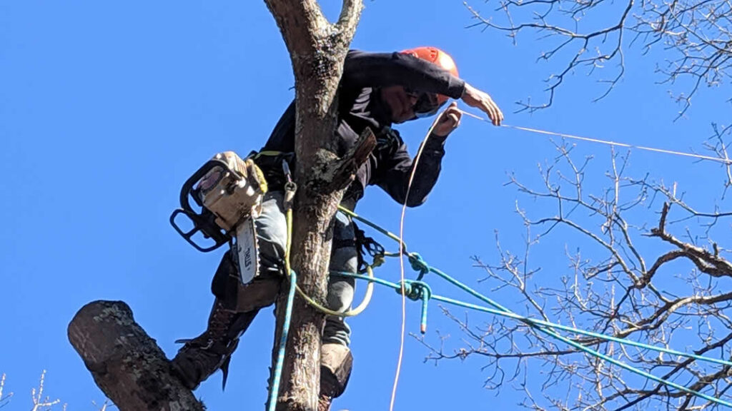 Arborist cutting tree branches with safety ropes