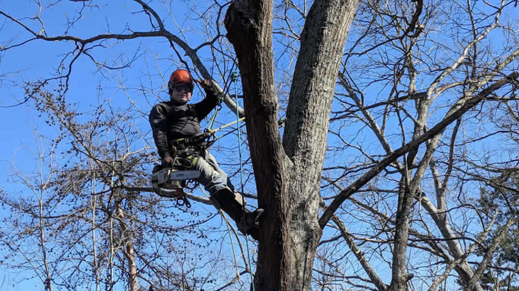 Arborist cutting tree branches with chainsaw