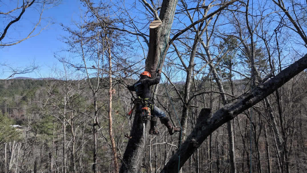 Arborist climbing tree with safety gear outdoors