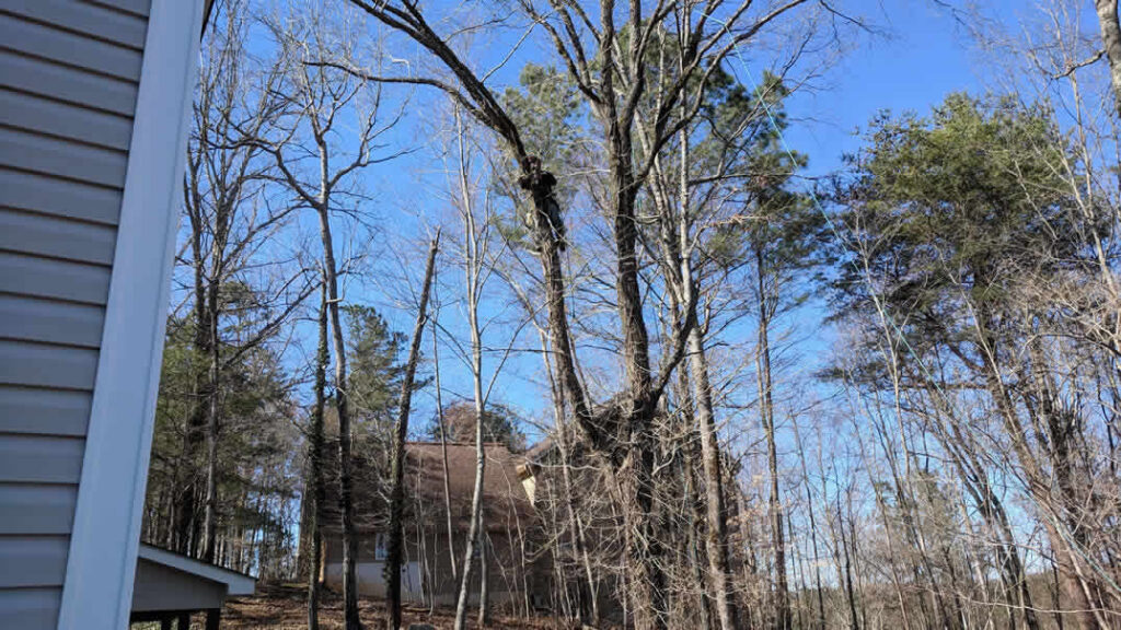 House surrounded by tall trees in winter