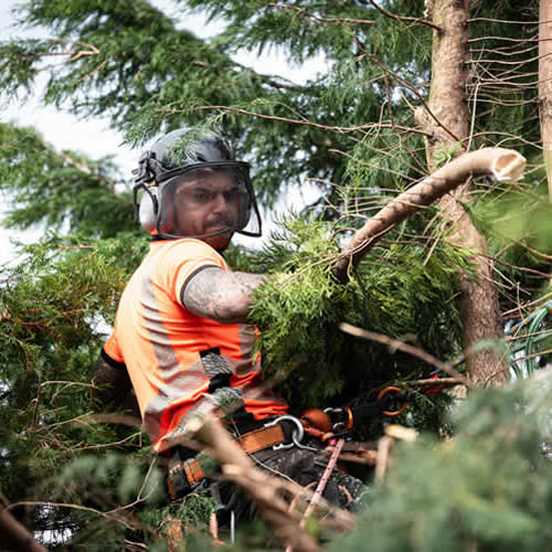 Arborist cutting tree branches with safety gear