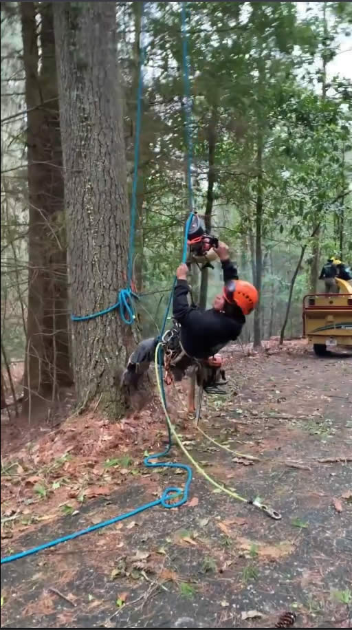 Arborist climbing tree using safety ropes and harness.